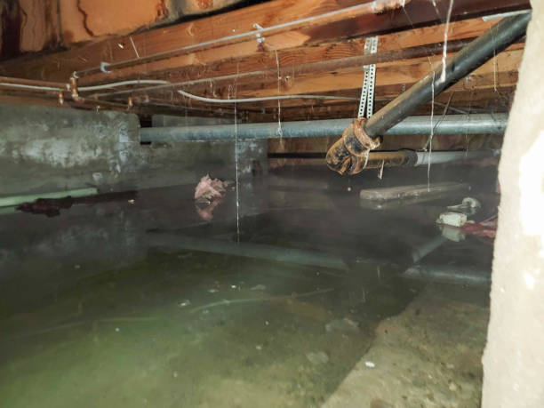 Water damage restoration mold remediation in Chelsea, MI