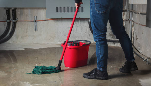 Best Mold removal after water damage  in Chelsea, MI