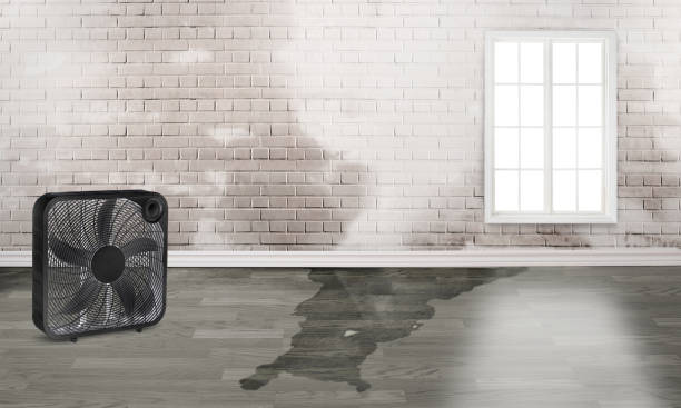 Best Professional water damage repair  in Chelsea, MI