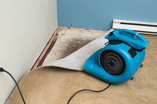 Best Flood restoration services  in Chelsea, MI